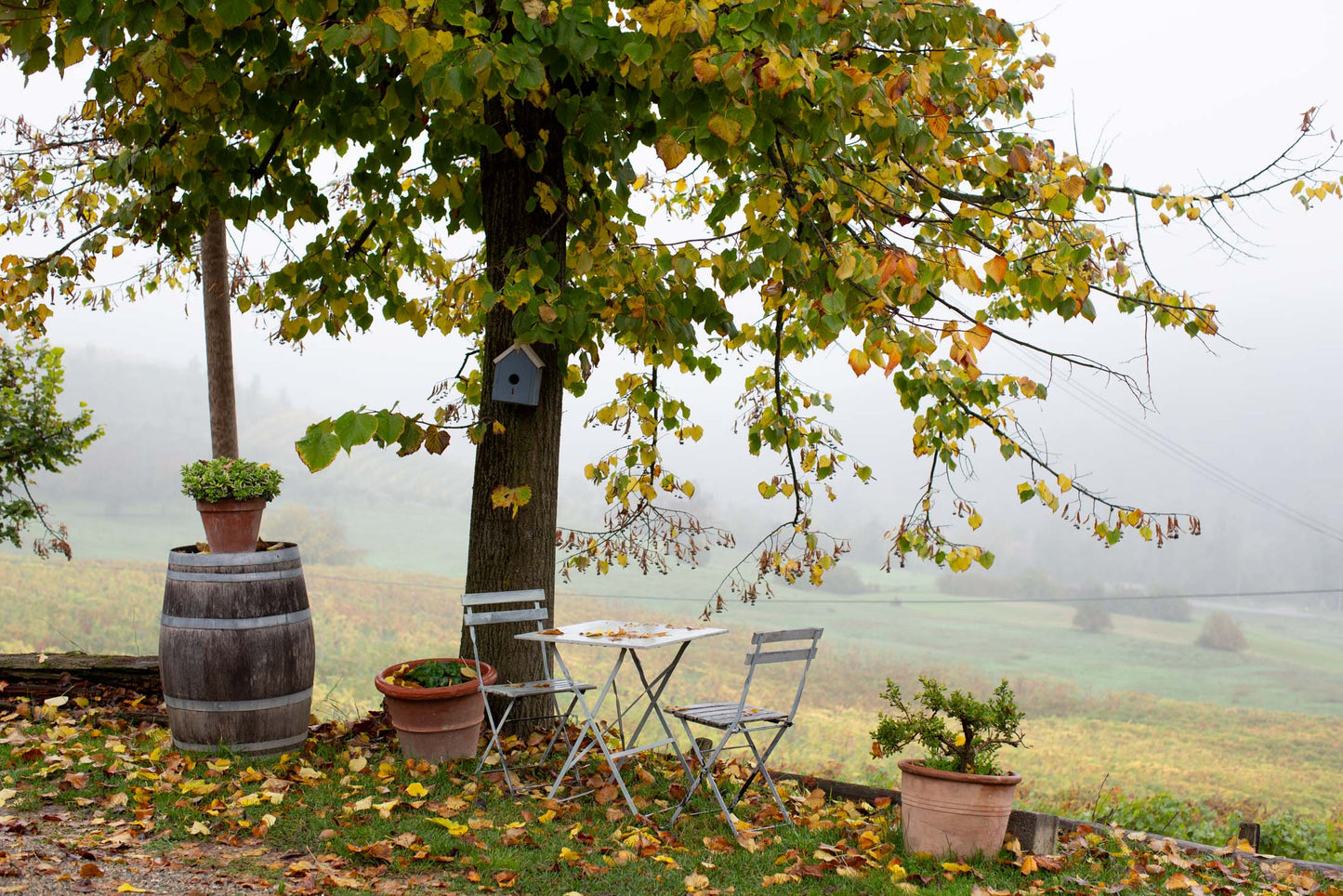 🍂🍷A caccia di tartufi con aperitivo finale: sabato 22 novembre