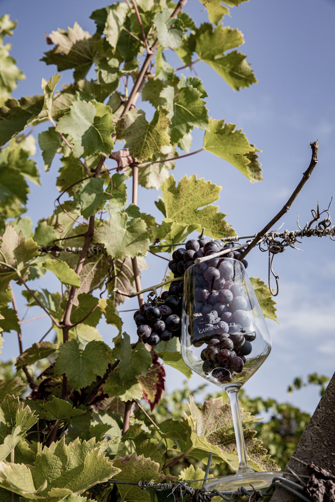 Degustazione "Nativi del Monferrato"