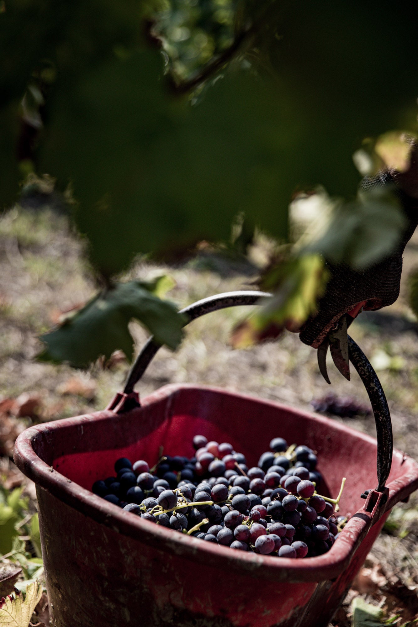 Degustazione "Nativi del Monferrato"