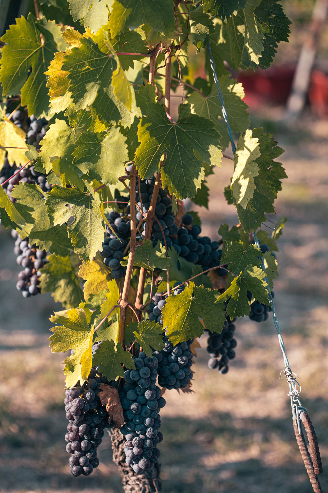 Degustazione "Nativi del Monferrato"
