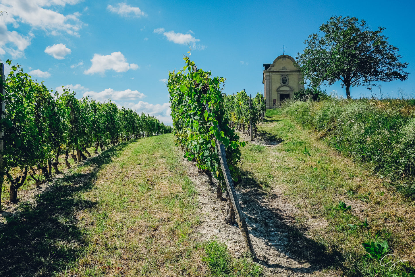 🚴🍷Pedala e Degusta: tour in ebike con sosta in Cascina